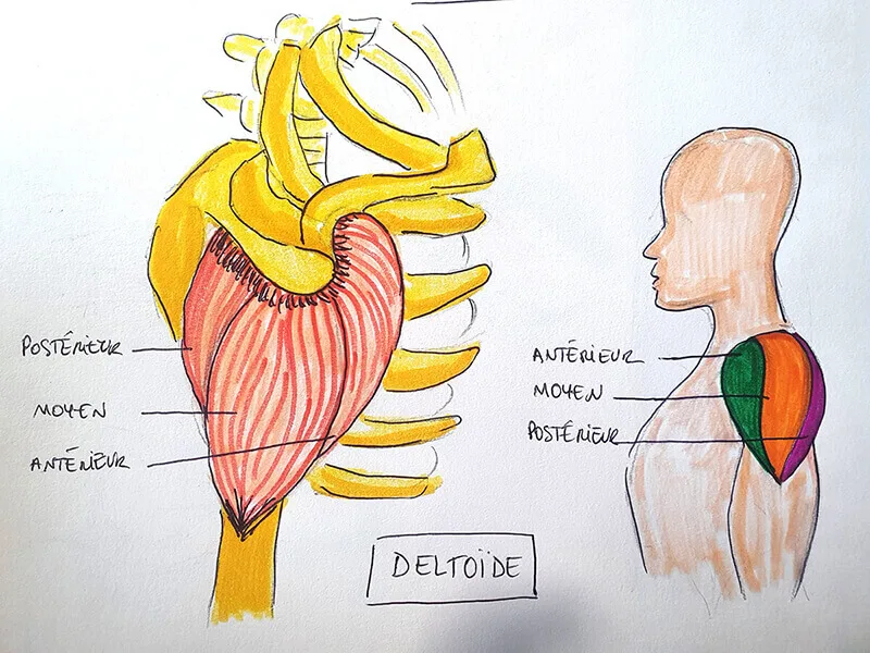 Le muscle deltoïde